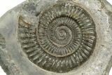 Jurassic Ammonite (Dactylioceras) Fossil - England #362513-1